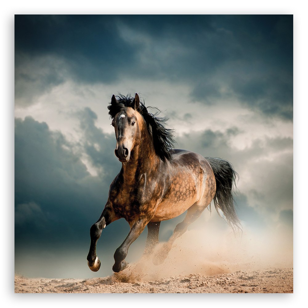 Emaga Obraz na płótnie, Galop konia - 50x50